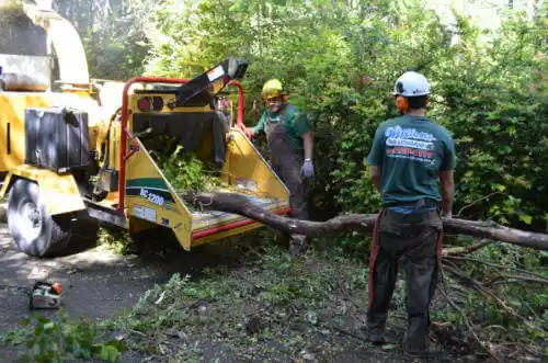 tree services Cedarville